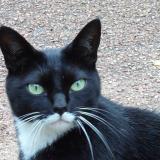 Picture of cat lost at Vauclaix