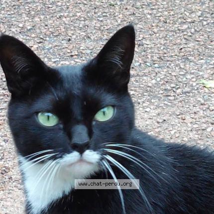 Photo 1/1 TEQUILA Chat lost in Vauclaix