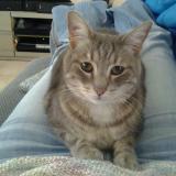 Picture of cat lost at Montoir De Bretagne