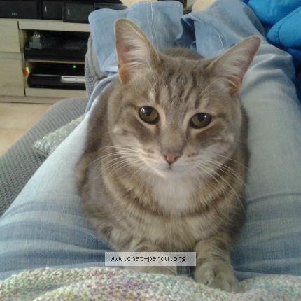 Photo 1/1 Pinpin Chat lost in Montoir de bretagne