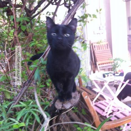 Photo 1/1 Sacha Chat lost in Marseille