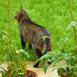 Picture of cat lost at Strasbourg