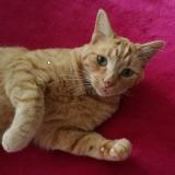 Picture of cat lost at Nanteuil Les Meaux