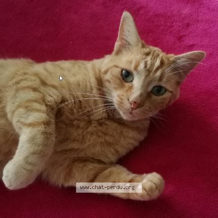 Photo 1/1 HAVANE Chat lost in Nanteuil les meaux