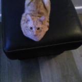 Picture of cat lost at Trouy