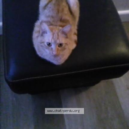 Photo 1/1 SWEETY Chat lost in Trouy