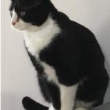 Picture of cat lost at Chasseneuil Du Poitou