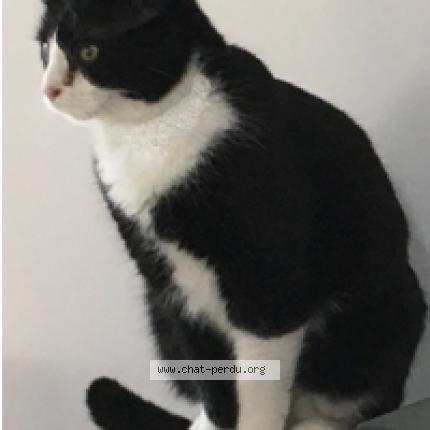 Photo 1/1 Lasko Chat lost in Chasseneuil du poitou