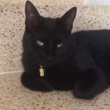 Picture of cat lost at Muraz