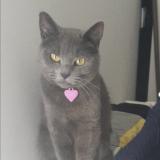 Picture of cat lost at Meru