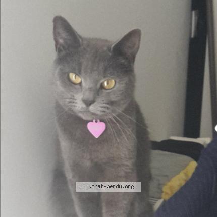 Photo 1/1 TAGADA Chat lost in Meru