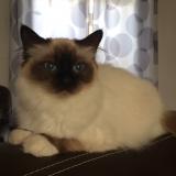 Picture of cat lost at Arandon