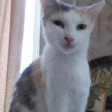 Picture of cat lost at Boulogne Sur Mer