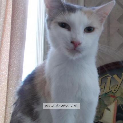 Photo 1/1 Alizé Chat lost in Boulogne sur mer