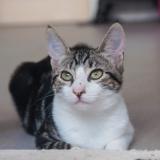 Picture of cat lost at Villebois