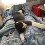 Picture of cat lost at Degre