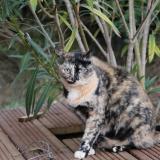 Picture of cat lost at Lambesc