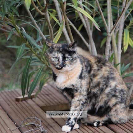 Photo 1/1 GAIA Chat lost in Lambesc