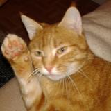 Picture of cat lost at Monts