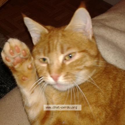 Photo 1/1 Manouck Chat lost in Monts