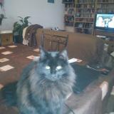 Picture of cat lost at Gujan Mestras