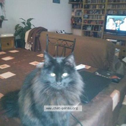 Photo 1/1 diabolo Chat lost in Gujan mestras