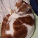 Picture of cat lost at Iteuil