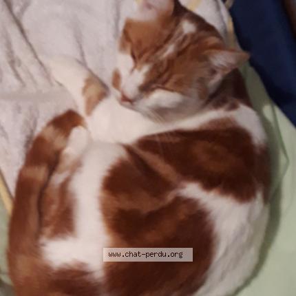 Photo 1/1 NOUGAT Chat lost in Iteuil