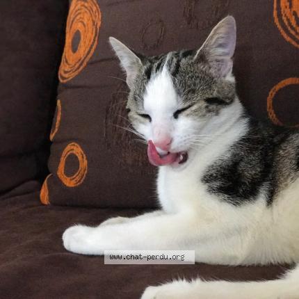 Photo 1/1 Tigrou Chat lost in L horme