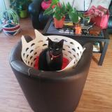 Picture of cat lost at Lorient