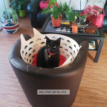 Photo 1/1 Love Chat lost in Lorient