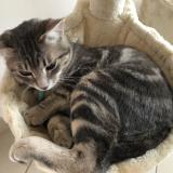 Picture of cat lost at Nailloux