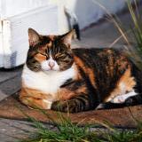 Picture of cat lost at Merignac