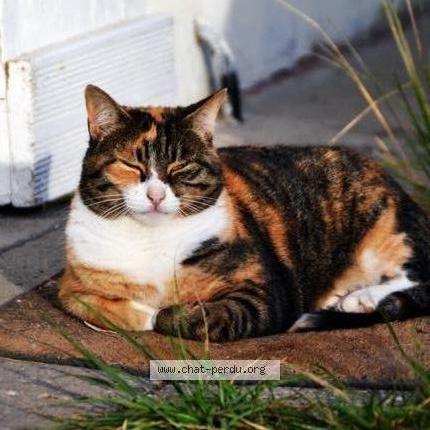 Photo 1/1 Fidji Chat lost in Merignac