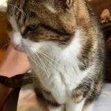 Picture of cat lost at Six Fours Les Plages