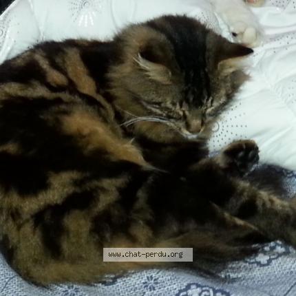 Photo 1/1 CHIPIE Chat lost in Marsac sur l isle