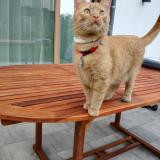 Picture of cat lost at Uccle