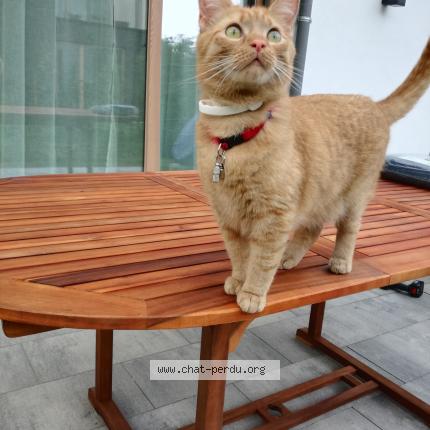 Photo 1/1 Mushu Chat lost in Uccle