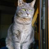 Picture of cat lost at Ernolsheim Les Saverne