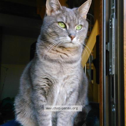 Photo 1/1 TITI Chat lost in Ernolsheim les saverne