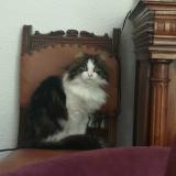 Picture of cat lost at Cavaillon