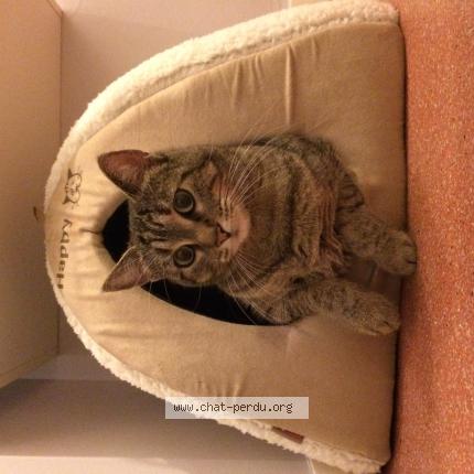 Photo 1/1 Zara Chat lost in St medard en jalles