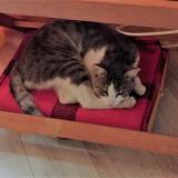 Picture of cat lost at Vert Saint Denis