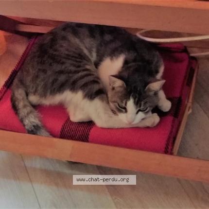 Photo 1/1 Champion Chat lost in Vert saint denis