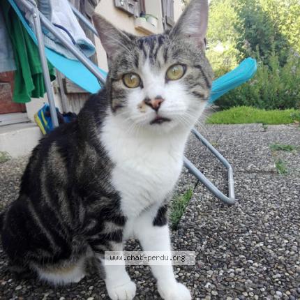 Photo 1/1 Victor Chat lost in Bolandoz