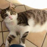 Picture of cat lost at Sene