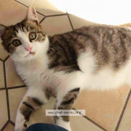 Photo 1/1 "MOUSTACHE" Chat lost in Sene