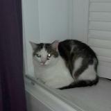 Picture of cat lost at Clarafond Arcine