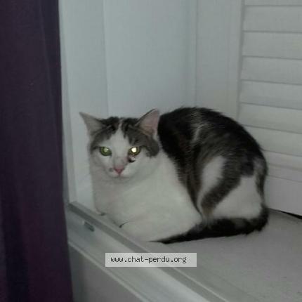 Photo 1/1 Néli Chat lost in Clarafond arcine