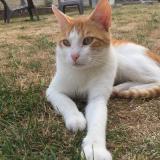 Picture of cat lost at Tracy Le Mont